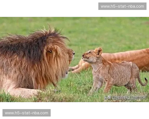 黑山vs伊朗：当亚得里亚海的雄鹰遇上波斯湾的雄狮，一场跨越时空的荣耀对决